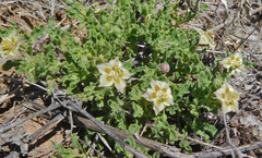 Chamaesaracha sordida