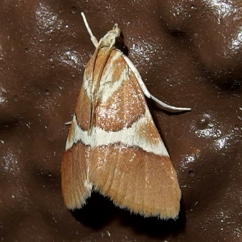 Belted Bantam photo 5
