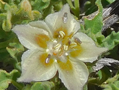 Chamaesaracha sordida