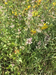 Stachys stebbinsii