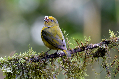 Orange-bellied Euphonia (Euphonia xanthogaster), photo 9