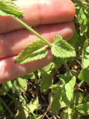 Stachys stebbinsii