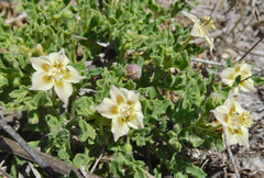 Chamaesaracha sordida