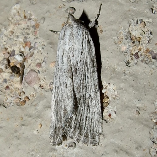 Fine-lined Sallow photo 4