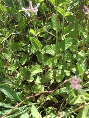 Stachys stebbinsii