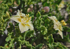 Chamaesaracha sordida