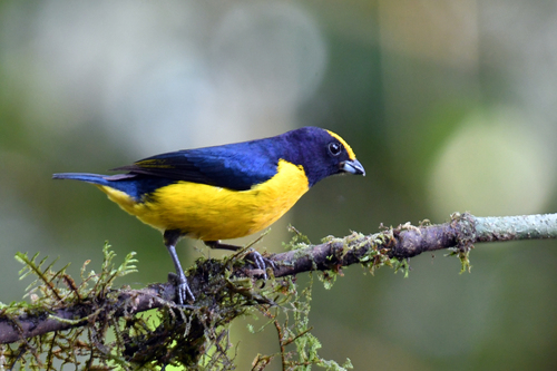 Orange-bellied Euphonia (Euphonia xanthogaster), photo 10