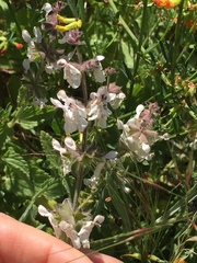 Stachys stebbinsii
