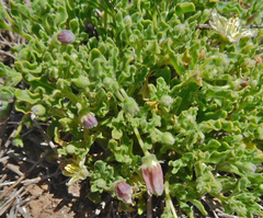 Chamaesaracha sordida