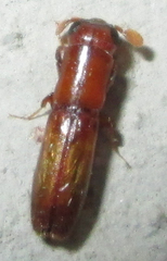 Platypodinae