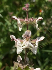 Stachys stebbinsii