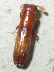 Platypodinae