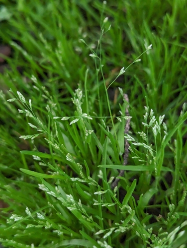 Poa infirma Kunth