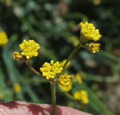Eriogonum nudum westonii