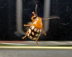 Cryptocephalus guttulatus