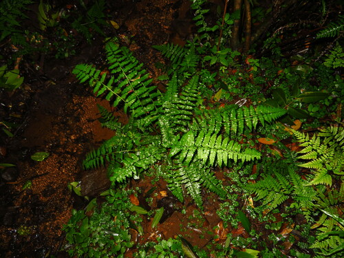 Athyrium strigillosum iNat (2)