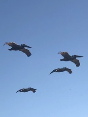 Pelecanus occidentalis