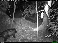 Paradoxurus hermaphroditus