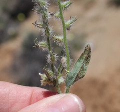 Cryptantha muricata