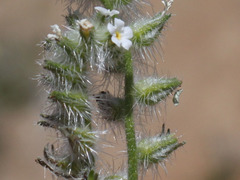 Cryptantha muricata