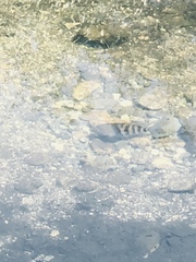 Blackthroat Cichlid photo 2