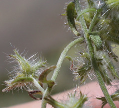 Cryptantha nevadensis