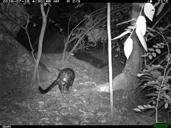 Paradoxurus hermaphroditus