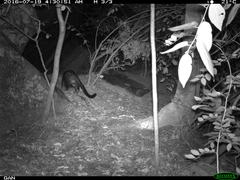 Paradoxurus hermaphroditus