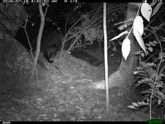 Paradoxurus hermaphroditus