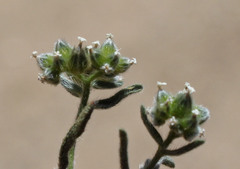 Cryptantha pterocarya purpusii
