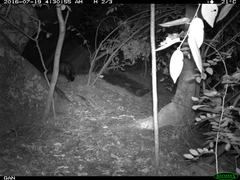 Paradoxurus hermaphroditus