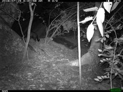 Paradoxurus hermaphroditus