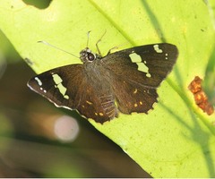 Celaenorrhinus patula