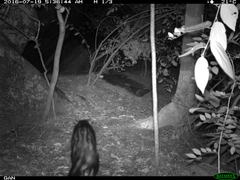 Paradoxurus hermaphroditus