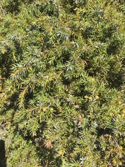 Juniperus formosana