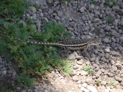 Sceloporus albiventris