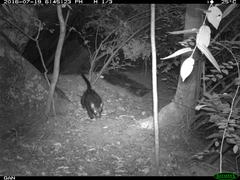 Paradoxurus hermaphroditus