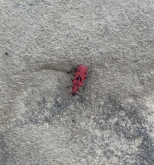 Holopleura marginata