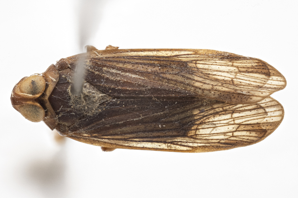 Mnemosyne fuscinervis