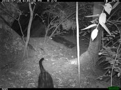 Paradoxurus hermaphroditus