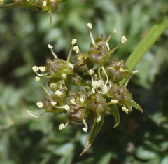 Lomatium rigidum