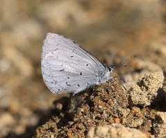 Celastrina hersilia