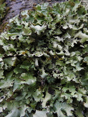 Cetrelia cetrarioides