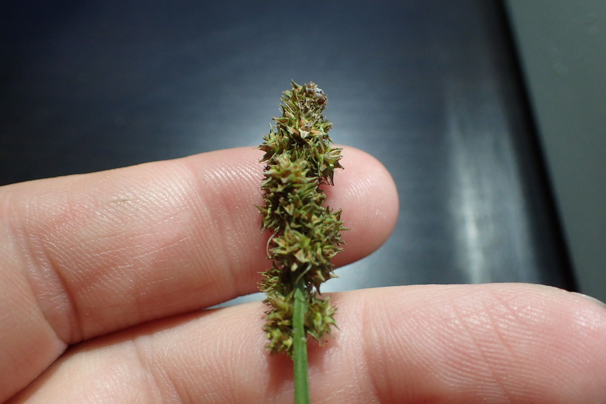 Carex fissa