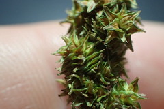 Carex fissa
