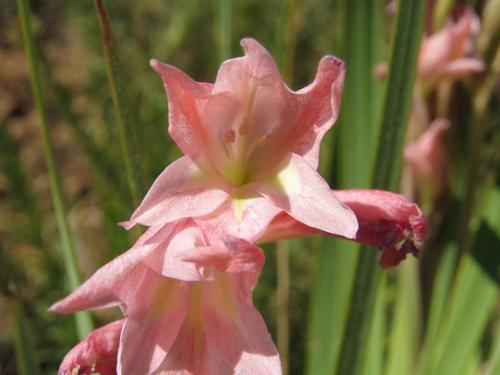 Gladiolus dolomiticus