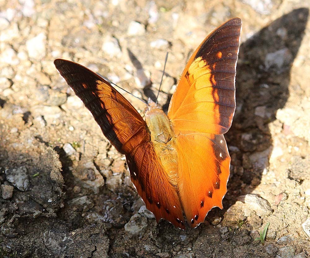 Scarce Tawny Rajah