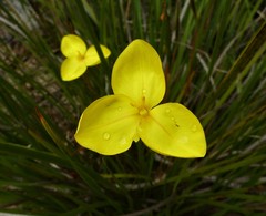 Patersonia umbrosa