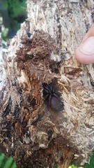 Porrhothele antipodiana