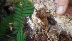 Porrhothele antipodiana